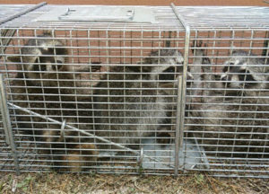 3 juvenille raccoons trapped in an attic