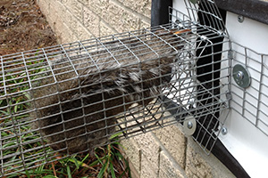 squirrel caught in vent trap
