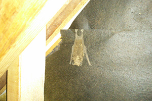 bat hanging upside down in attic