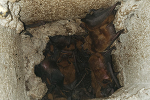 3 bats inside an attic column
