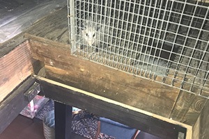 opossum trapped inside a customers attic