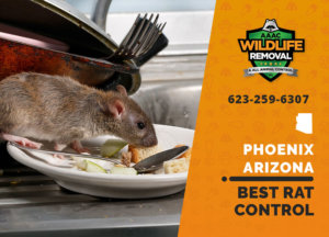 we are the best rat control squad in phoenix