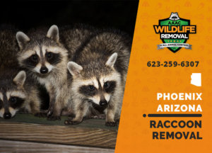 We know how to trap and remove phoenix raccoons