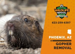 Gopher Removal in Phoenix Arizona