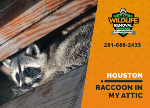 raccoon stuck in attic houston