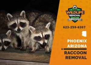 We know how to trap and remove phoenix raccoons