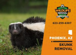 Skunk in a yard in Phoenix