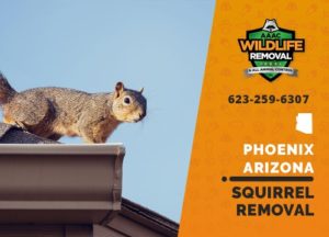 We are the best squirrel removal squad in phoenix arizona