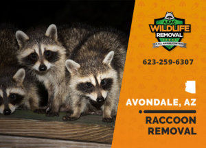 The best Raccoon Removal team in Avondale!