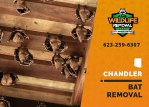 we are the best bat removal team in chandler