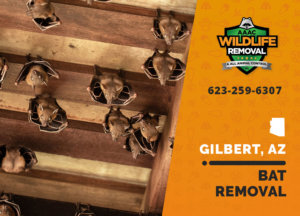 The best Bat Removal team in Gilbert!