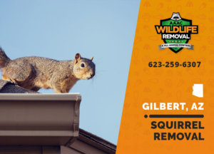 The best Squirrel Removal team in Gilbert!
