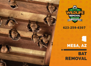 The best Bat Removal team in Mesa!