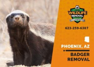 badger removal in phoenix arizona