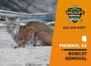Bobcat Team removal squad Phoenix Arizona