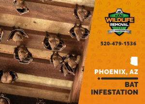 How to deal with a bat infestation in Phoenix