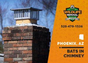 Bats love to hide out in Phoenix chimneys