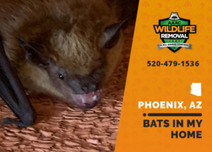 Bats in your Phoenix home can drive you up the wall