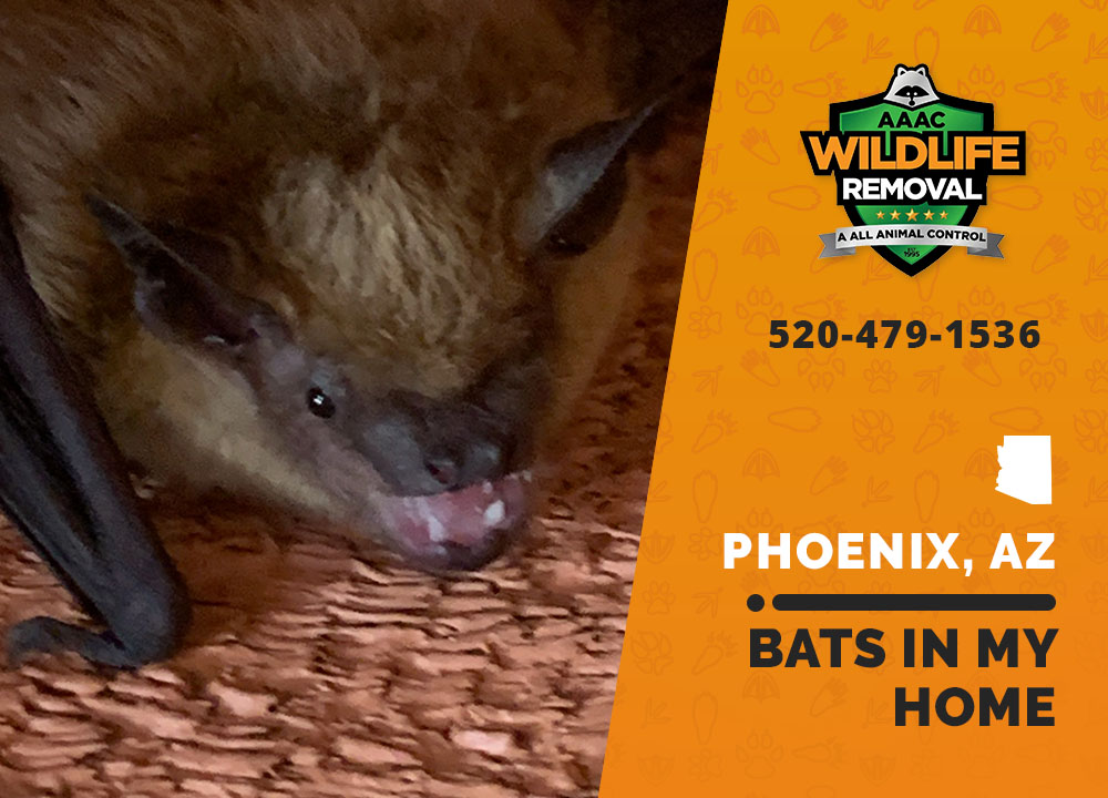 Bats In My Home