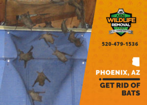 Getting rid of bats in Phoenix is no small task