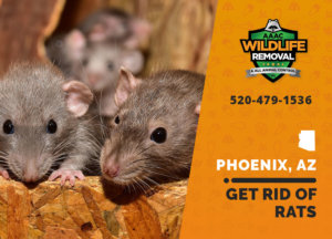 Getting rid of rats in Phoenix is no small task