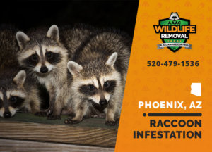 Surefire ways to prevent a Raccoon infestation