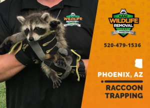 Trapping Phoenix Raccoons is equal parts science and art