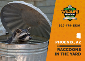 Raccons in your yard can cause a huge mess