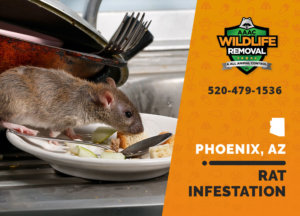How to deal with a rat infestation in Phoenix