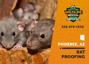 Surefire ways to rat proof your Phoenix home