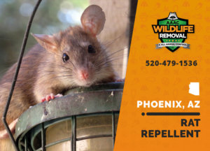 The best rat repellent solution you can find in Phoenix