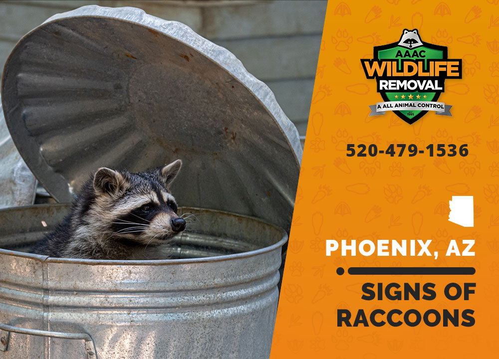 Signs of a Raccoon Infestation