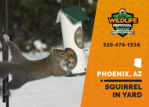 Squirrels in your Phoenix yard can cause a lot of problems