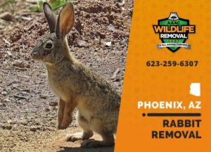 Rabbit in a yard in Phoenix