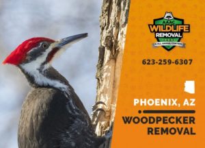 Woodpecker Removal Phoenix Arizona