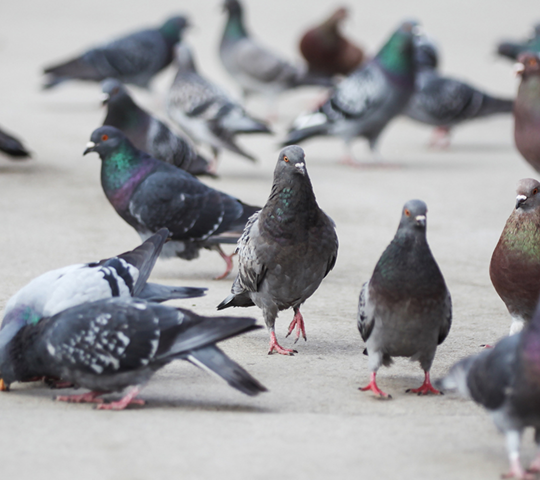 Bird Removal