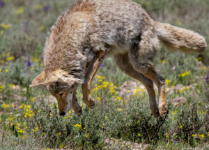Coyote jumping through the garden in Phoenix