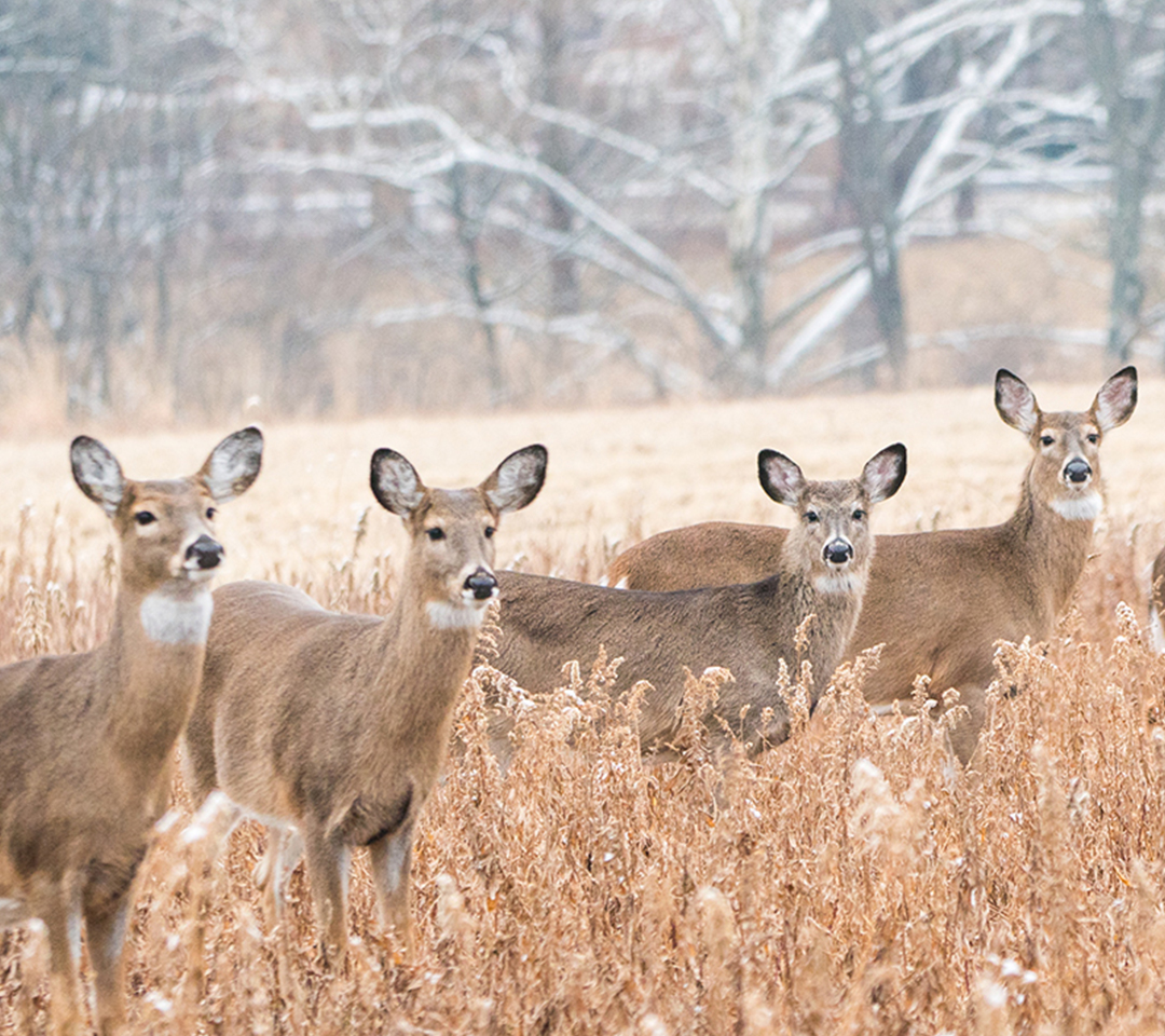 Deer Removal