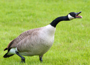 Goose running through the grass field