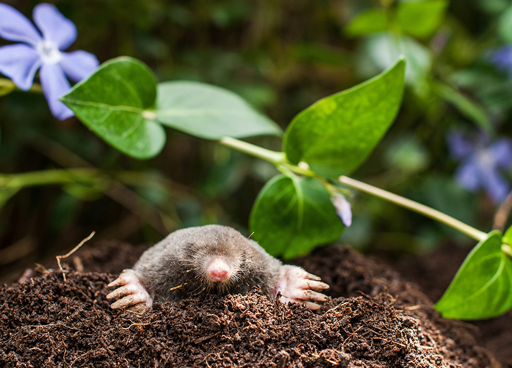 Mole digging up in the garden