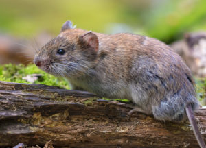 Vole on a tree branch