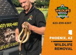 Joe Bruntz removing wildlife in Phoenix Arizona