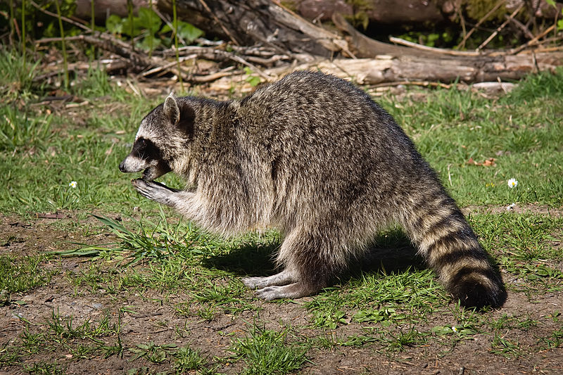 Raccoon Gestation Period