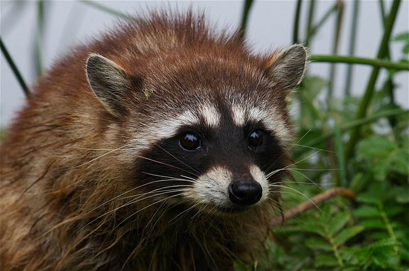 Raccoon Lifespan: How Long Does a Raccoon Live?