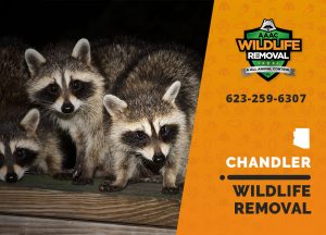 Chandler Wildlife Removal professional removing pest animal