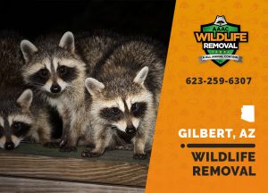 Gilbert Wildlife Removal professional removing pest animal