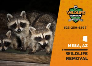 Mesa Wildlife Removal professional removing pest animal