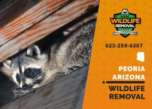 Peoria Wildlife Removal professional removing pest animal