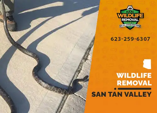 San Tan Valley Wildlife Removal professional removing pest animal