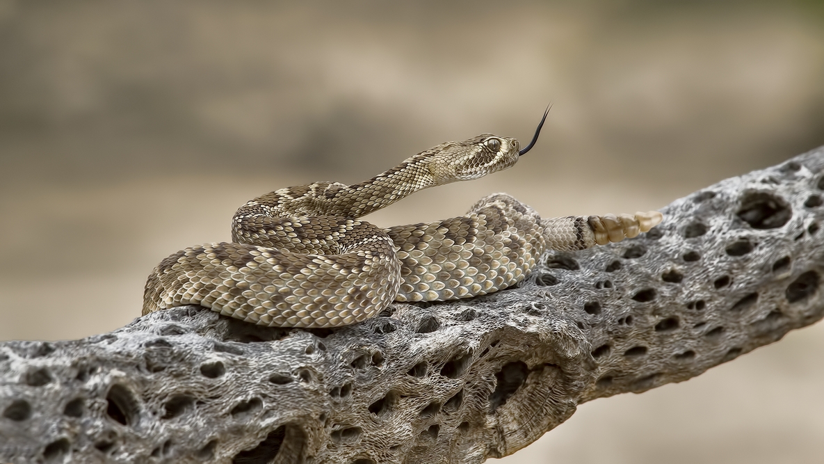 What is in a Rattlesnake’s Rattle?